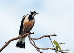 Grallina cyanoleuca