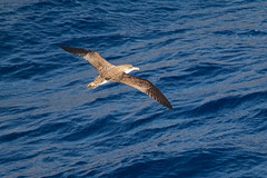 Calonectris borealis