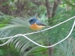 Myiagra vanikorensis