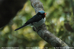 Myiagra azureocapilla