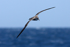 Calonectris edwardsii