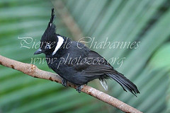 Platylophus galericulatus