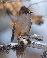 Perisoreus infaustus