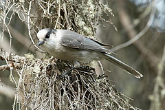 Perisoreus canadensis