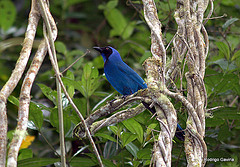 Cyanolyca viridicyanus