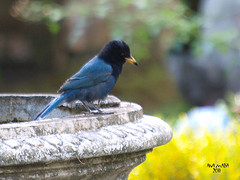 Cyanocorax melanocyaneus