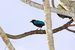 Cyanocorax sanblasianus