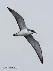 Puffinus bulleri