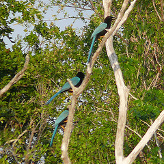 Cyanocorax yucatanicus
