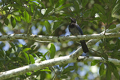 Cyanocorax violaceus