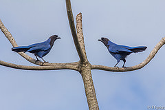 Cyanocorax caeruleus