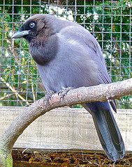 Cyanocorax cyanomelas