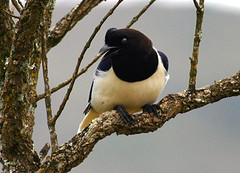 Cyanocorax cristatellus