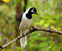 Cyanocorax mystacalis