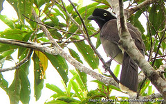 Cyanocorax heilprini