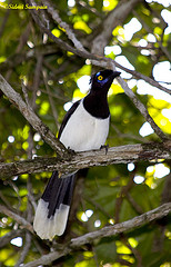 Cyanocorax cyanopogon