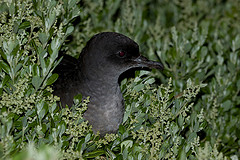 Puffinus tenuirostris