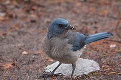 Aphelocoma wollweberi