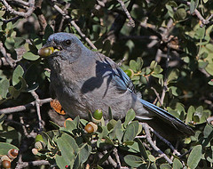 Aphelocoma ultramarina