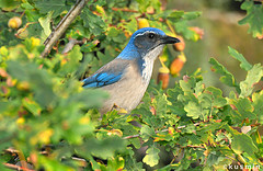 Aphelocoma californica