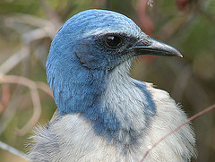 Aphelocoma insularis