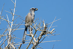 Aphelocoma coerulescens