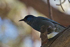 Gymnorhinus cyanocephalus