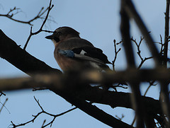 Garrulus glandarius