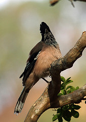 Garrulus lanceolatus