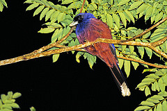 Garrulus lidthi