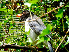 Urocissa erythroryncha