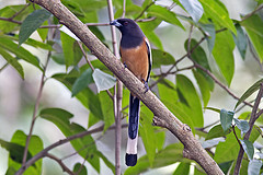 Dendrocitta vagabunda