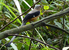 Dendrocitta occipitalis