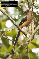 Dendrocitta cinerascens