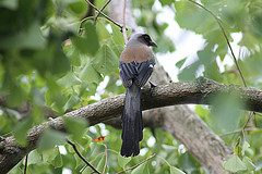 Dendrocitta formosae