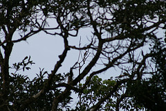 Dendrocitta leucogastra