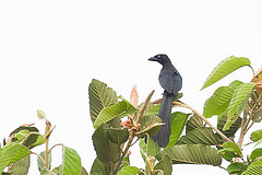 Crypsirina cucullata