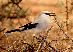 Zavattariornis stresemanni