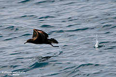 Puffinus nativitatis