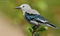 Nucifraga columbiana