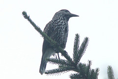 Nucifraga caryocatactes