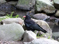 Pyrrhocorax pyrrhocorax