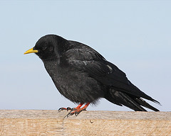 Pyrrhocorax graculus