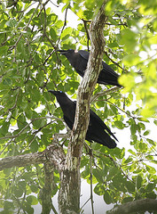 Corvus fuscicapillus