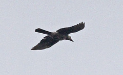 Corvus tristis