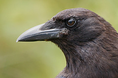 Corvus brachyrhynchos