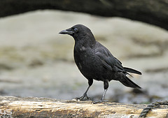 Corvus caurinus
