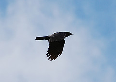 Corvus minutus