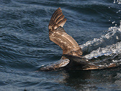 Puffinus mauretanicus