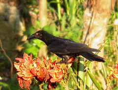 Corvus leucognaphalus